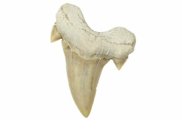 Fossil Shark Tooth (Otodus) - Morocco #353472